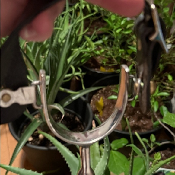 Blunt End Stainless English Spurs With Leather Boot Strap - Picture 4 of 5